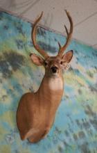 Tall 7pt. Whitetail Deer Shoulder Taxidermy Mount