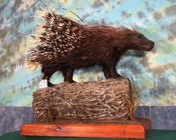 Extra Large African Porcupine Full Body Taxidermy Mount