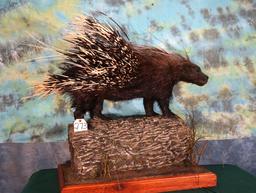 Extra Large African Porcupine Full Body Taxidermy Mount