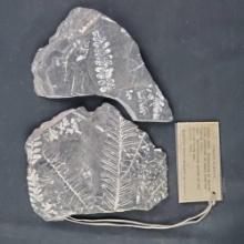 3 fossil Fern blueprints in Shale approx. 345 million years old from Ohio