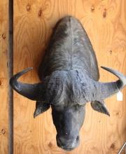 African Cape buffalo shoulder mount. Buyer responsible for all shipping arrangements.