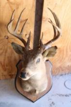 Twelve point whitetail shoulder mount. Buyer responsible for all shipping arrangements.