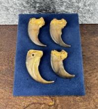 Collection of Montana Black Bear Claws