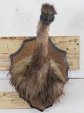 Super Cool & Rare Emu Sh Mt on Plaque TAXIDERMY