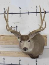 Mule Deer Sh Mt TAXIDERMY