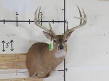 10pt Whitetail Sh Mt w/22" Spread TAXIDERMY