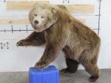 Very Nice Lifesize XL Brown Bear on Bolts, Huge Claws, Great Face-Big Head, Fluffy Coat TAXIDERMY
