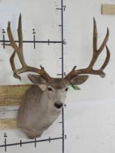 XL 12 Pt Mule Deer Sh Mt 33 3/4" Spread TAXIDERMY