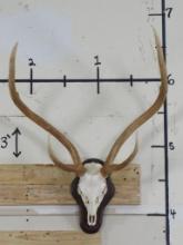 Nice Axis Deer Skull w/All Teeth on Plaque TAXIDERMY