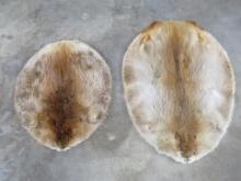 2 Beaver Hides (ONE$) TAXIDERMY