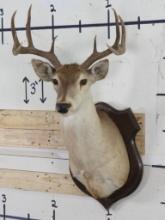 Older 9Pt Whitetail Sh Mt on Plaque TAXIDERMY