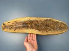 WOW 18" Fish Fossil in Large Stone, Incredible Condition and LARGE