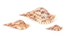 Group of Three Triton Sea Shells, Charonia Tritonis