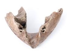 Section of Woolly Mammoth Mandible - 50,000 years old