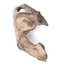 Large Section of Cave Bear Pelvis, Over 40,000 Years Old