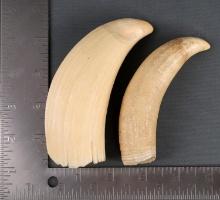 2 ANTIQUE RAW WHALE TOOTH LOT