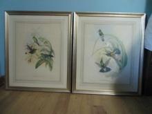 Two Framed and Matted John Gould Hummingbird Prints
