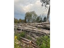 Very Large Pile of Harvested Trees - Lots of Cedar - Strongly Suggest Viewing This Lot