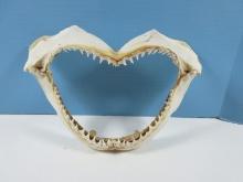 Shark Jaw w/ Teeth