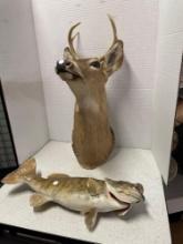 Deer head and mounted fish