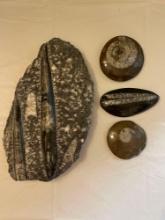 Orthoceras & Amnonite fossils