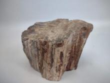 Piece Of Petrified Wood