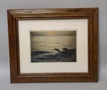 Framed Dolphin Picture