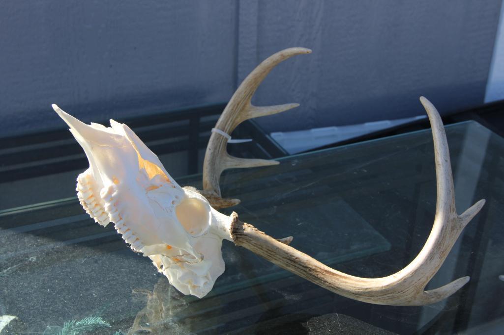 Excellent Buck Skull and Rack